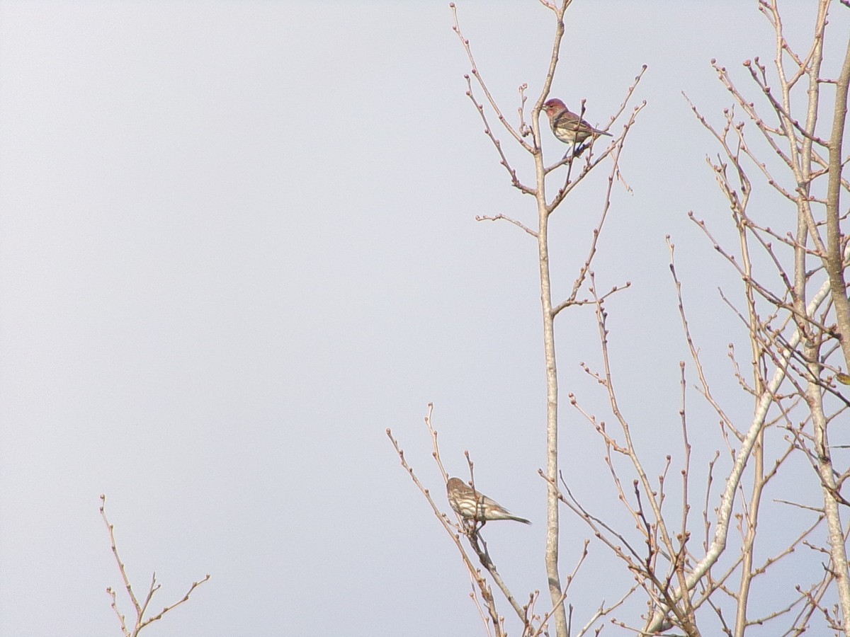 House Finch - ML644858209