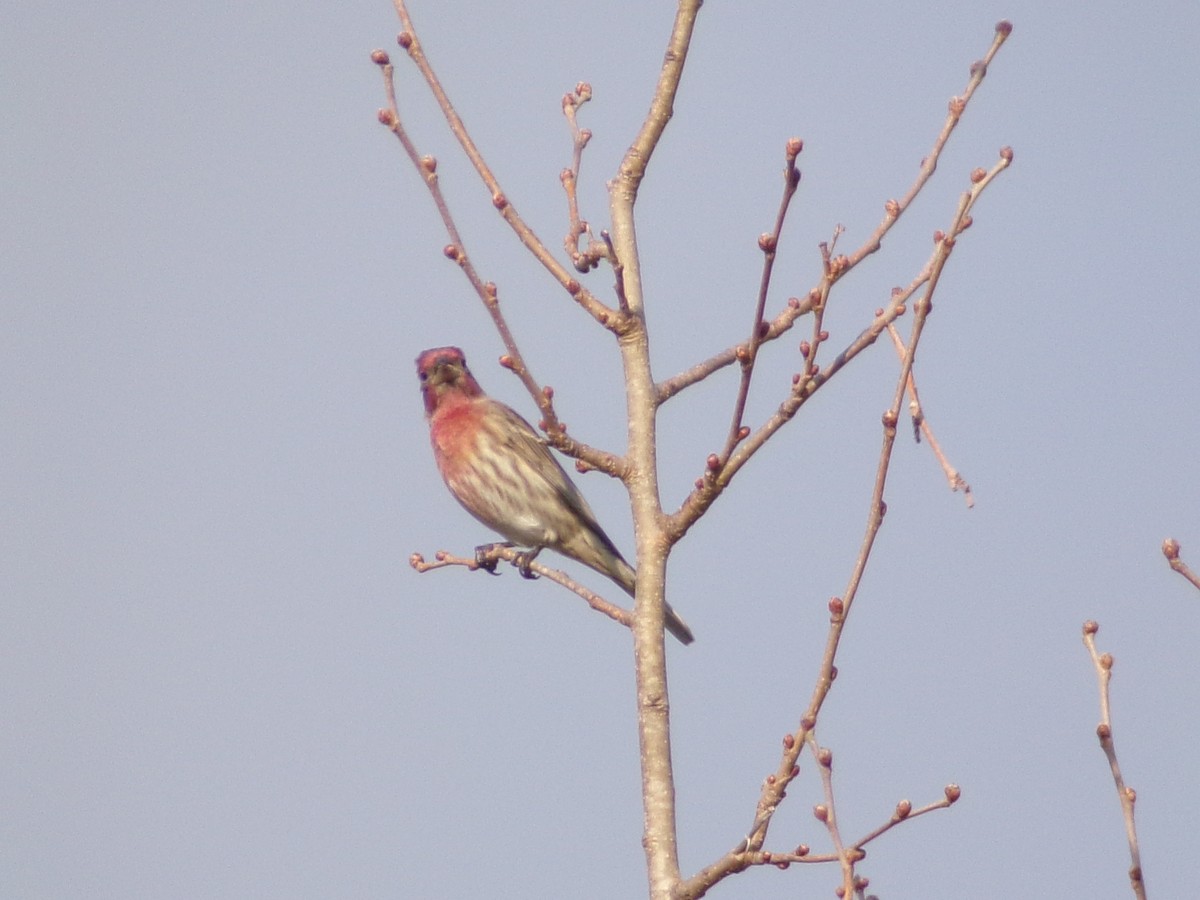 House Finch - ML644858210