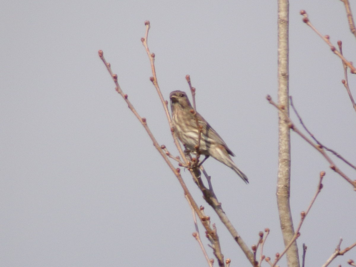 House Finch - ML644858211