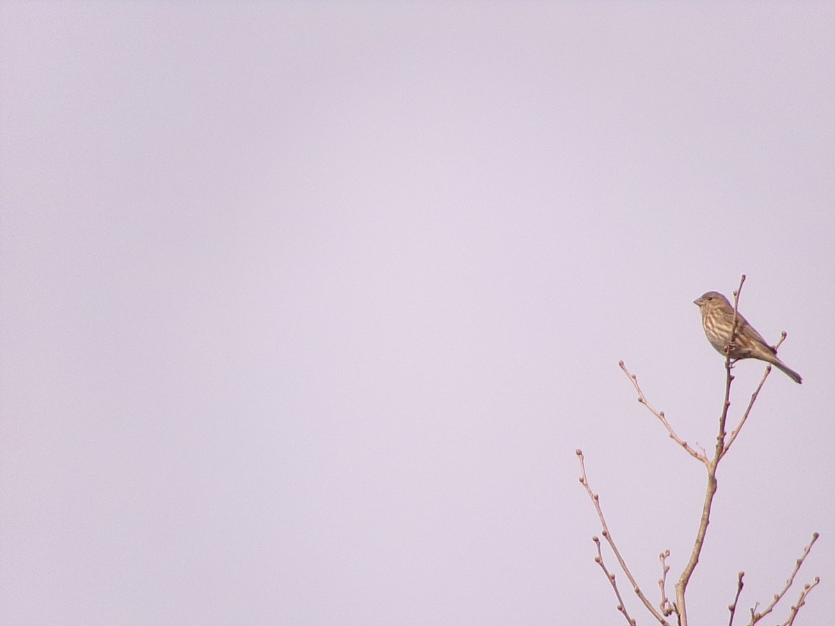House Finch - ML644858212