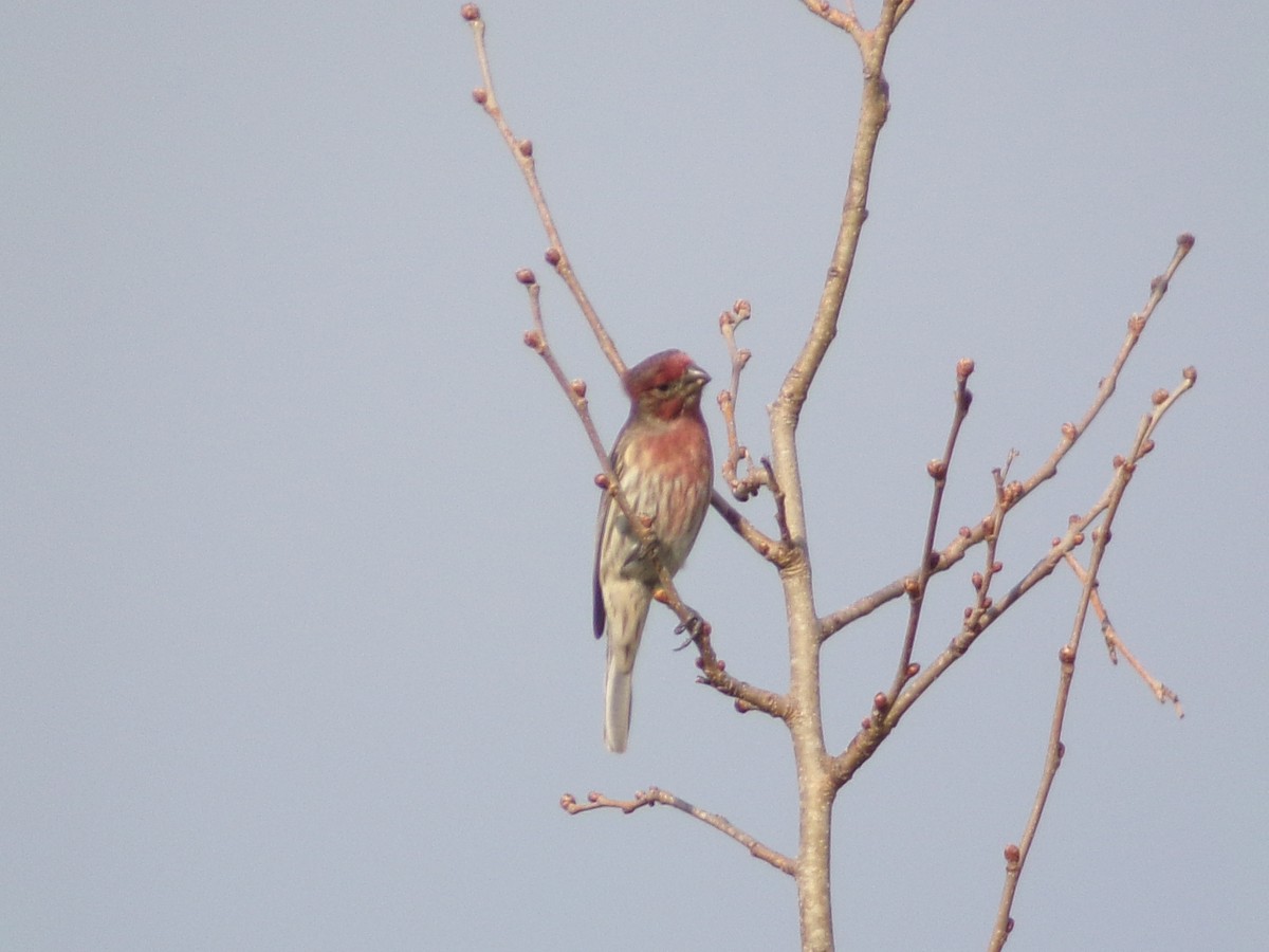 House Finch - ML644858213