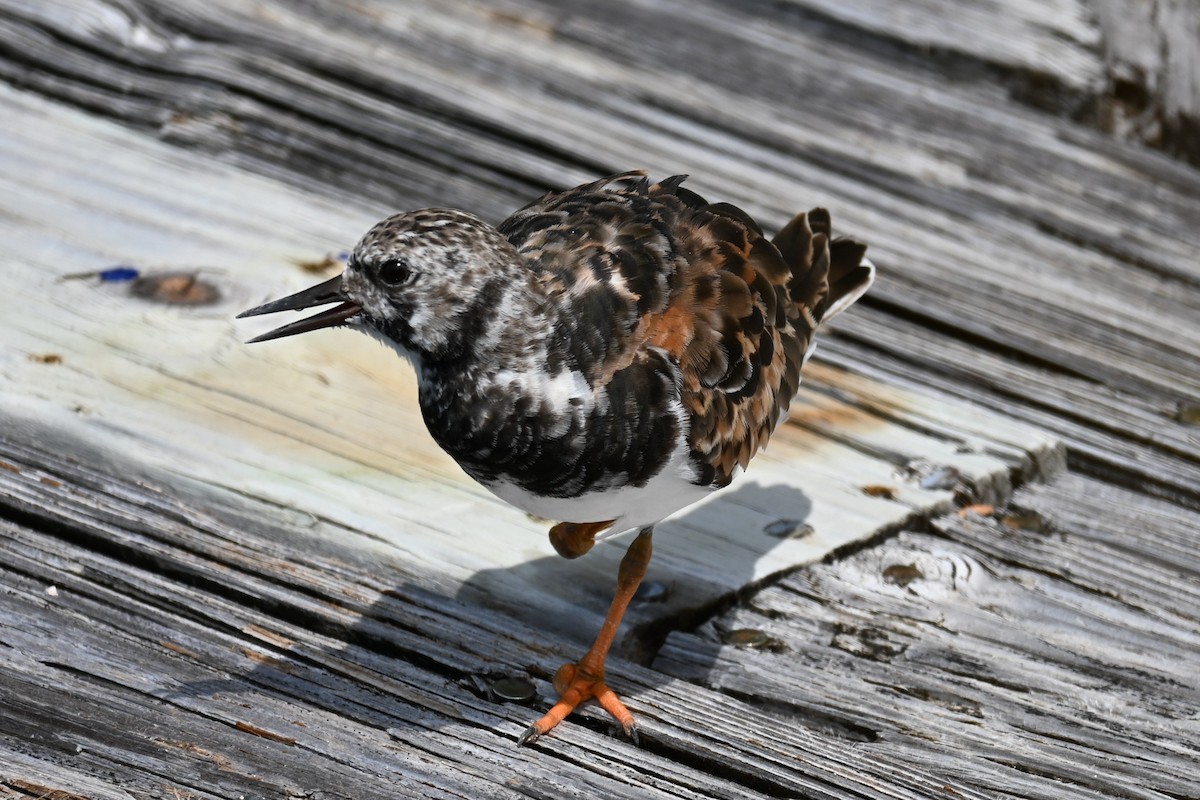 Voltapietre - ML644858215