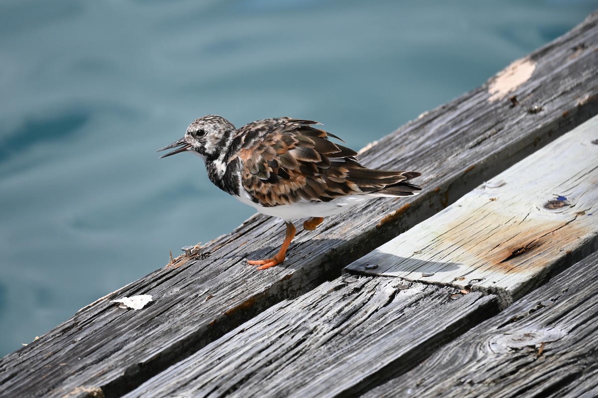 Voltapietre - ML644858216