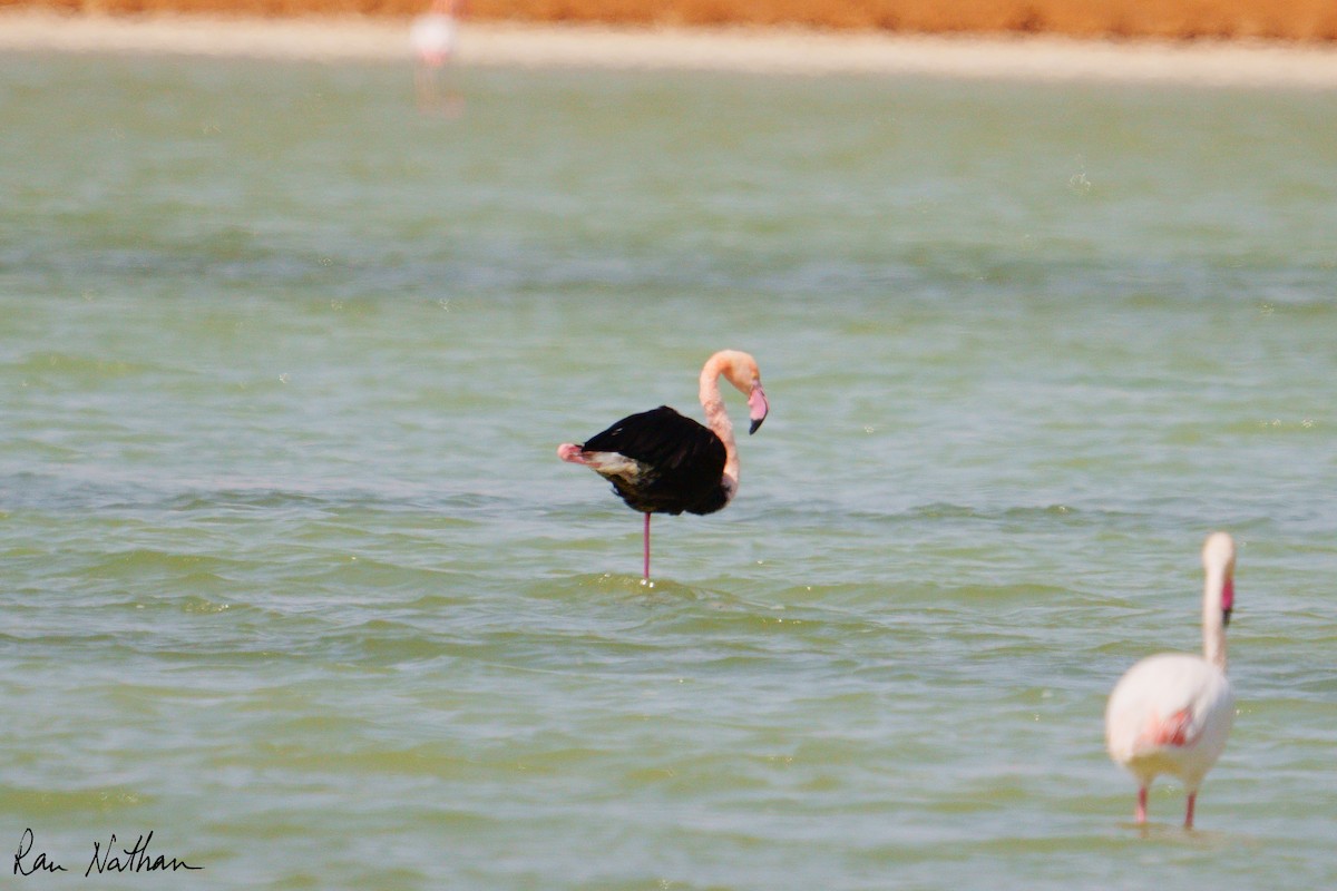 Fenicottero - ML644858217