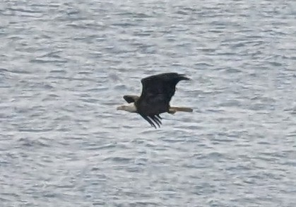 Bald Eagle - ML644858218