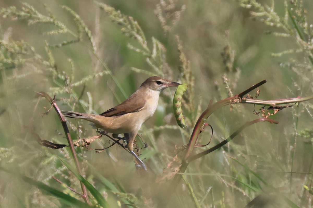 Oriental Reed Warbler - ML644858219