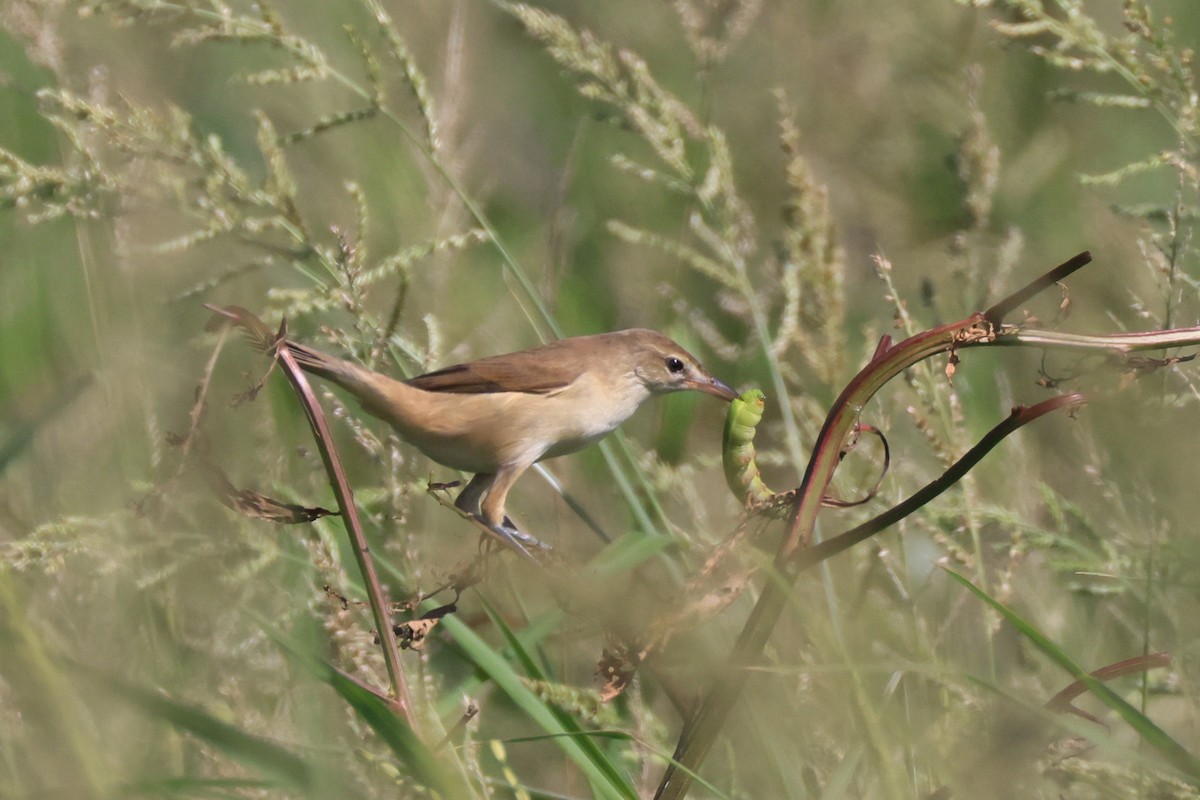 Oriental Reed Warbler - ML644858220