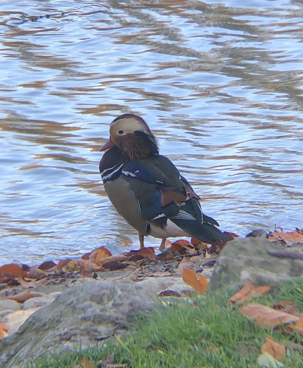 Mandarin Ördeği - ML644858223