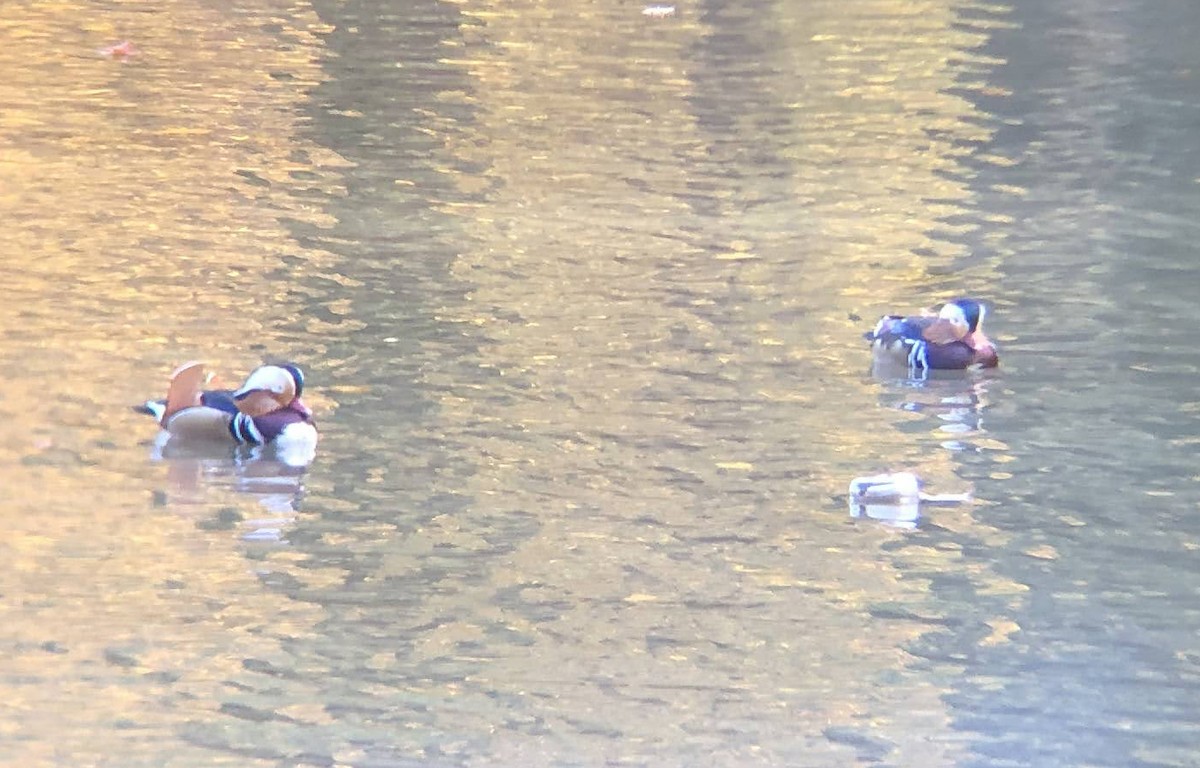 Mandarin Ördeği - ML644858224