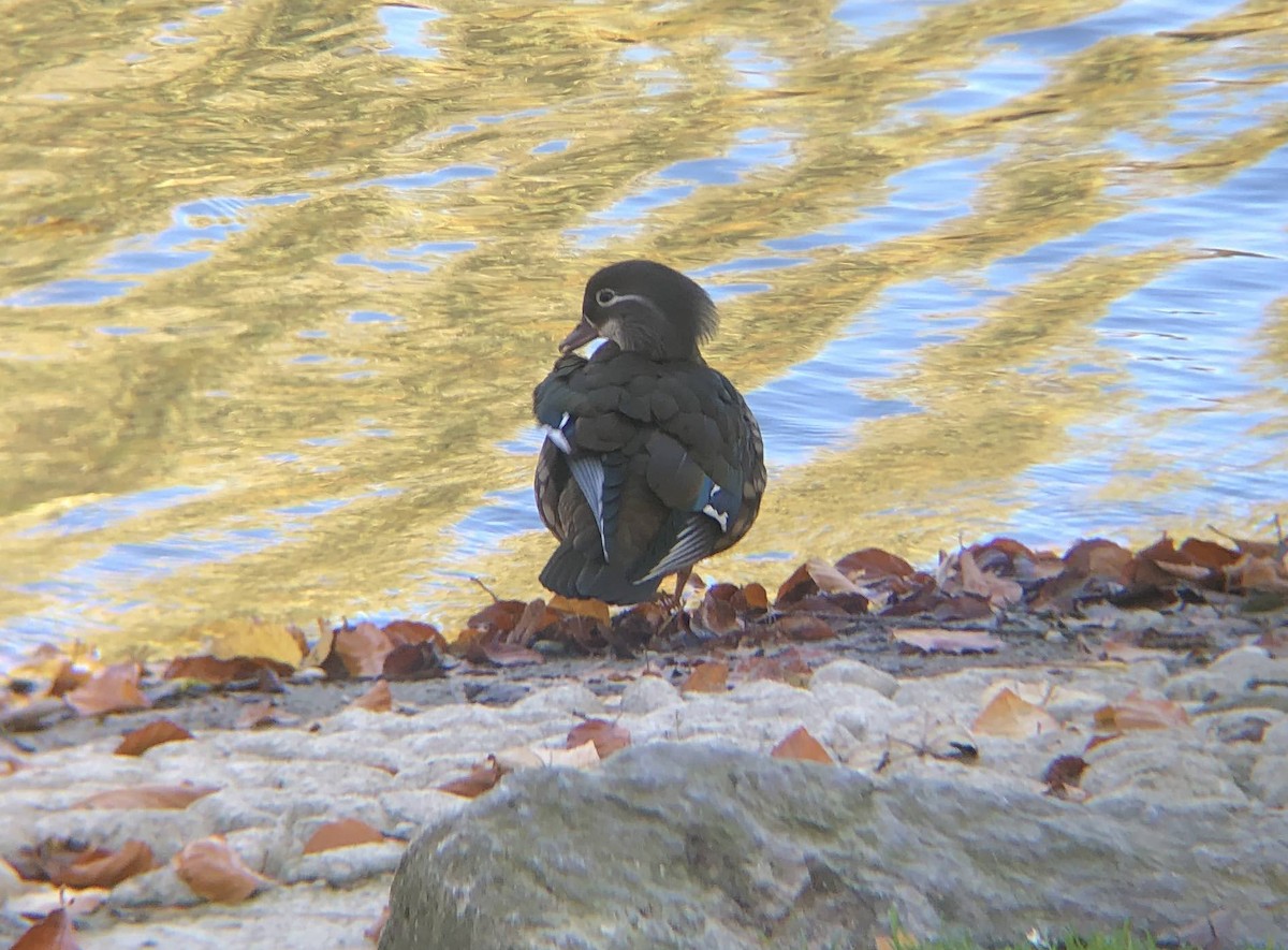 Mandarin Ördeği - ML644858225