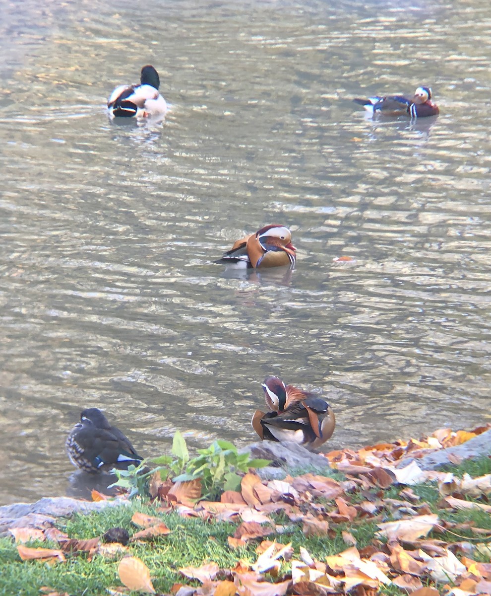 Mandarin Ördeği - ML644858226