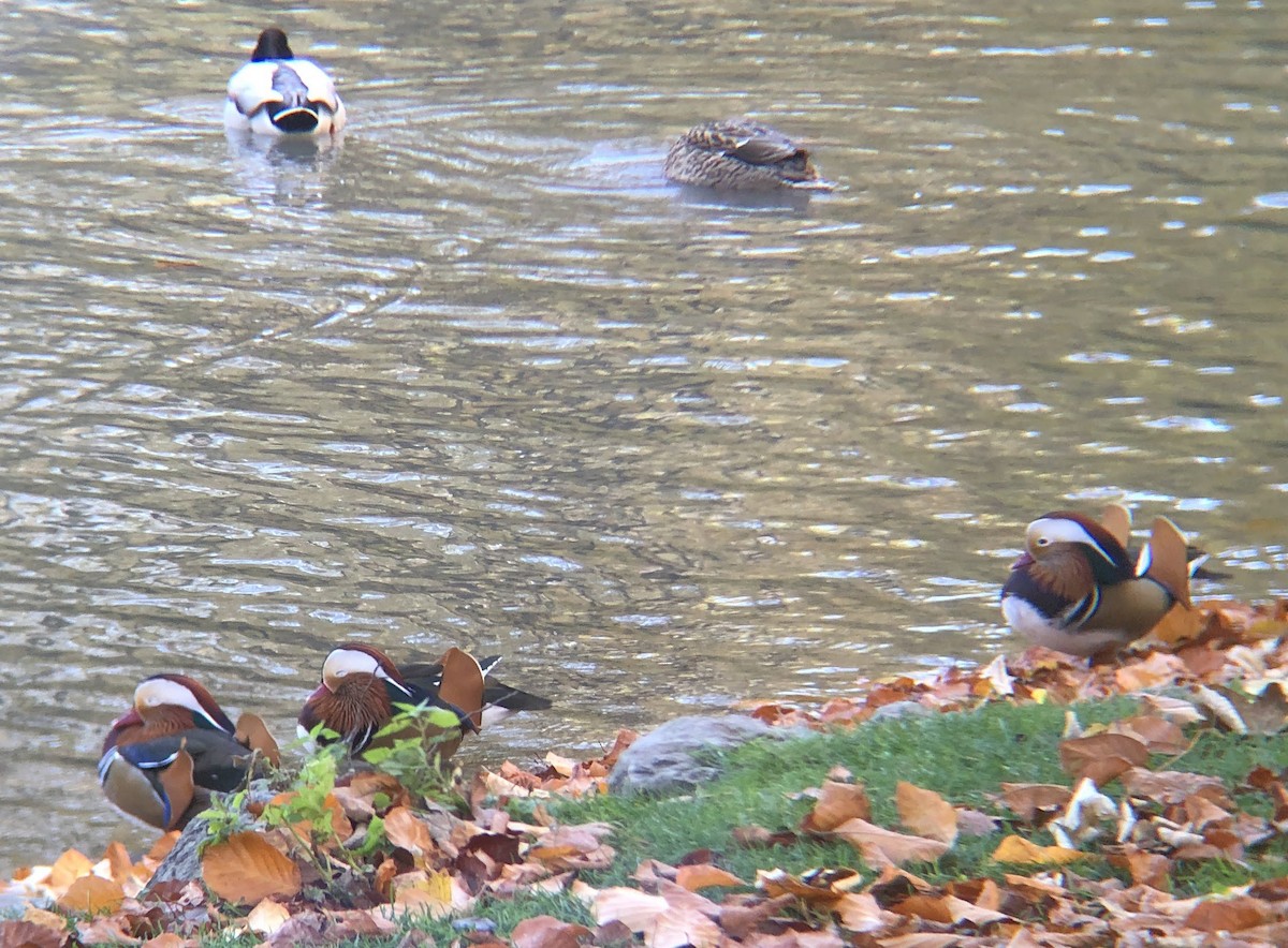 Mandarin Ördeği - ML644858227