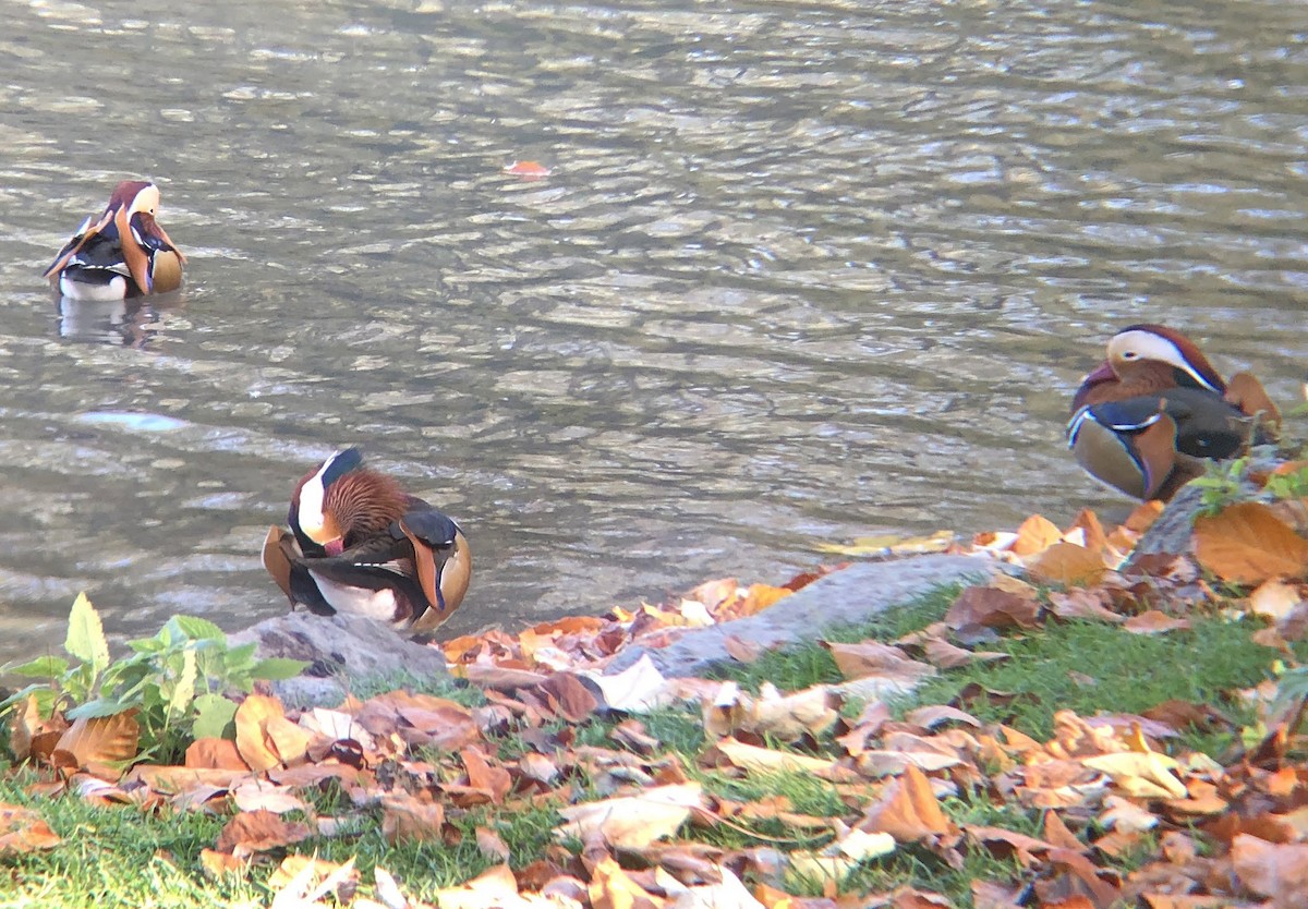 Mandarin Ördeği - ML644858228