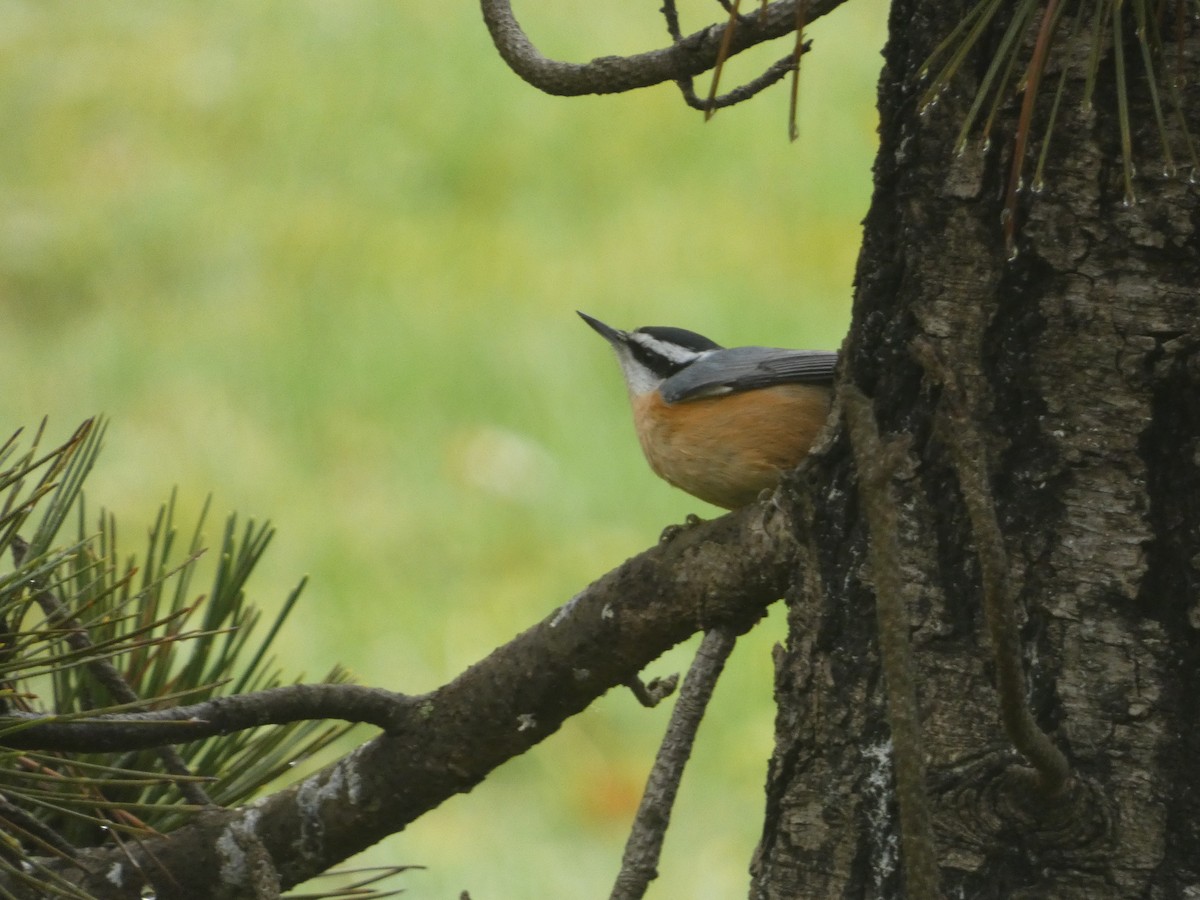 ムネアカゴジュウカラ - ML644858229