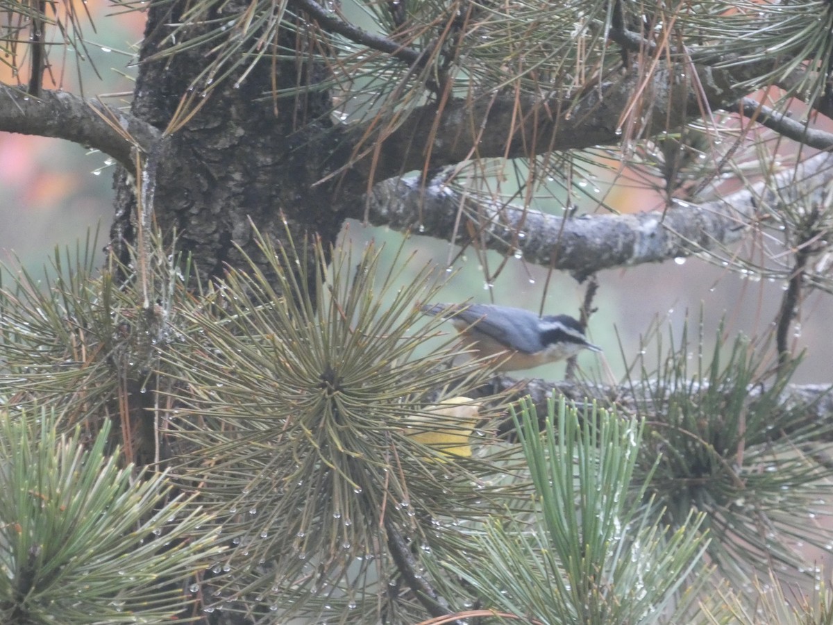 ムネアカゴジュウカラ - ML644858230