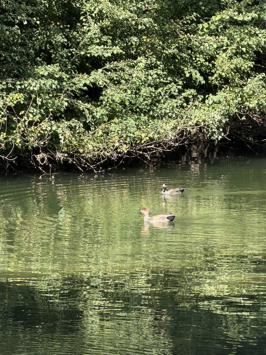 Ánade Friso - ML644858231