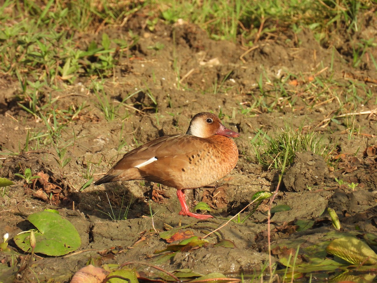 Brazilian Teal - ML644858233