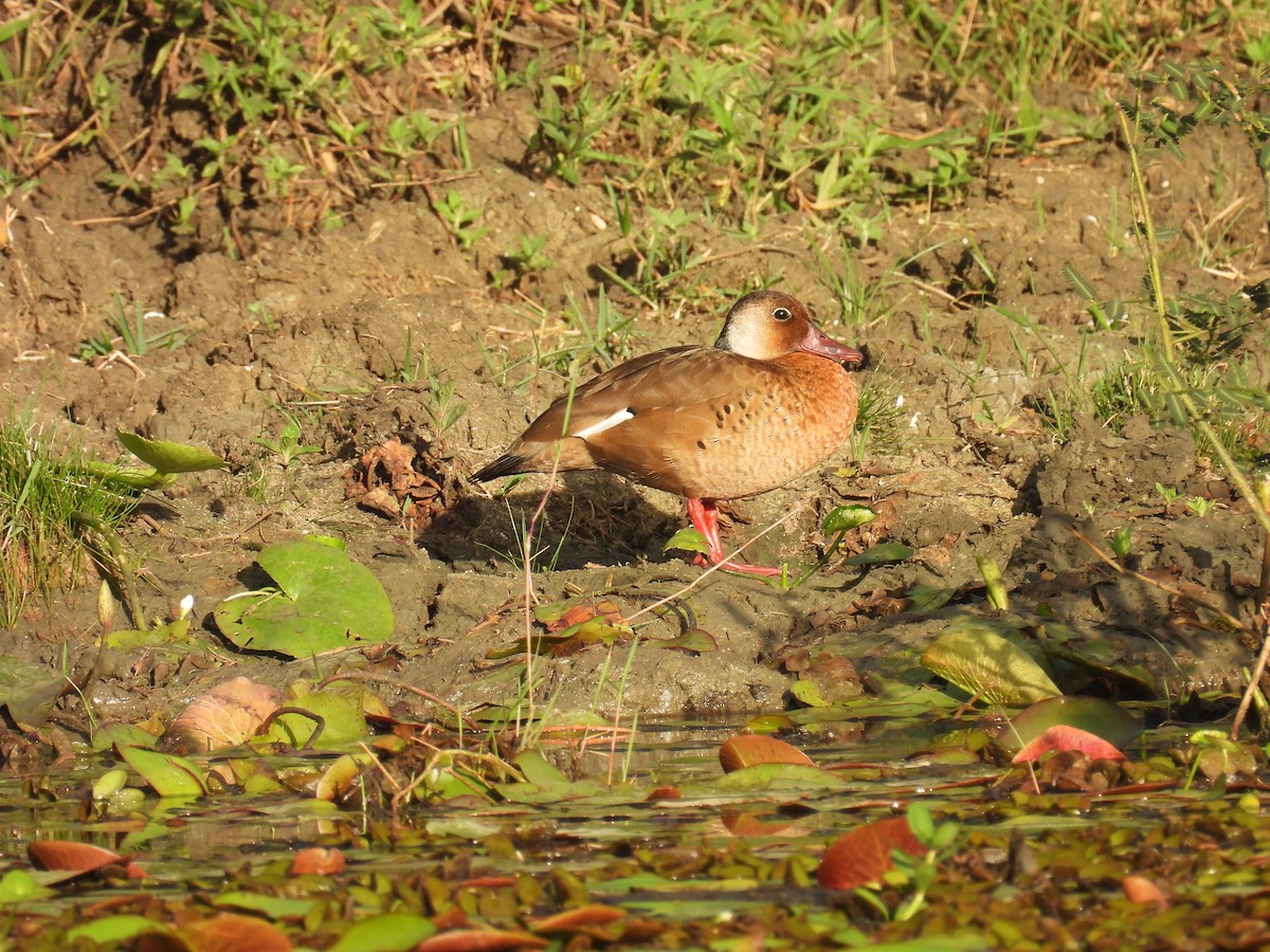 Brazilian Teal - ML644858234