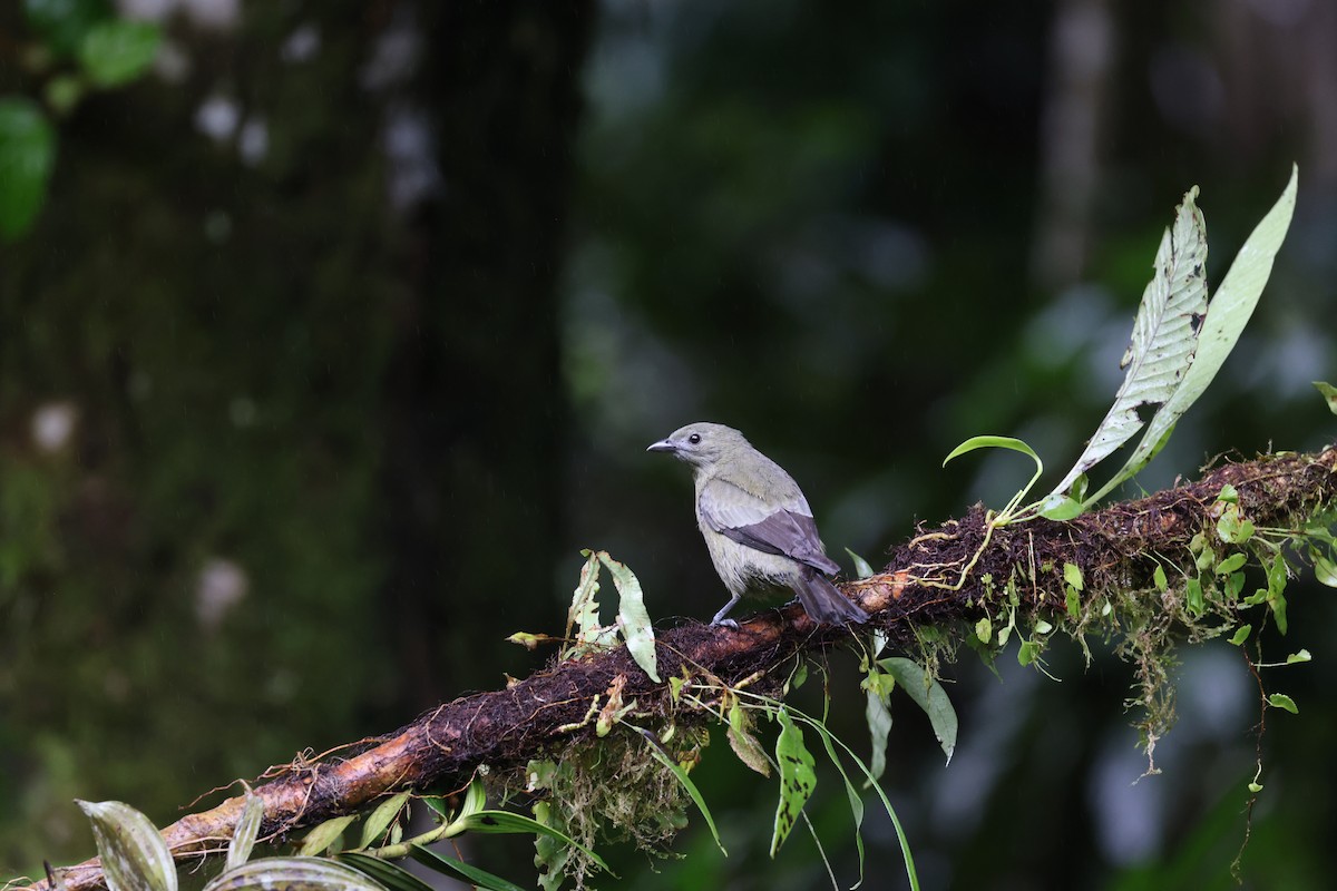Tangara des palmiers - ML644858241