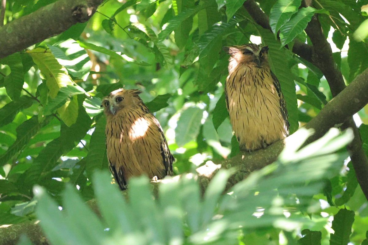 Buffy Fish-Owl - ML644858243