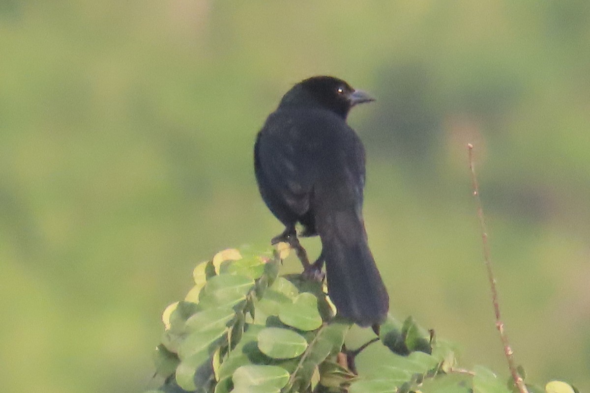 Melodious Blackbird - ML644858246