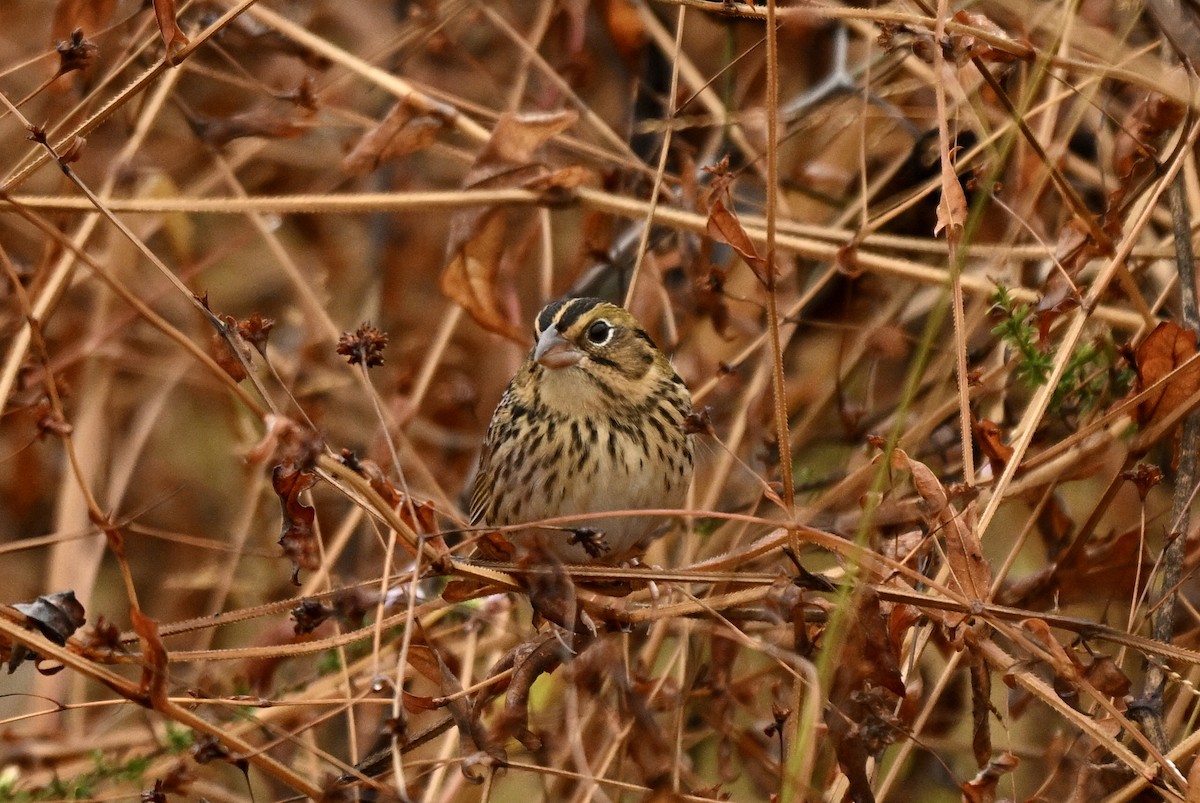 Henslow's Sparrow - ML644858250