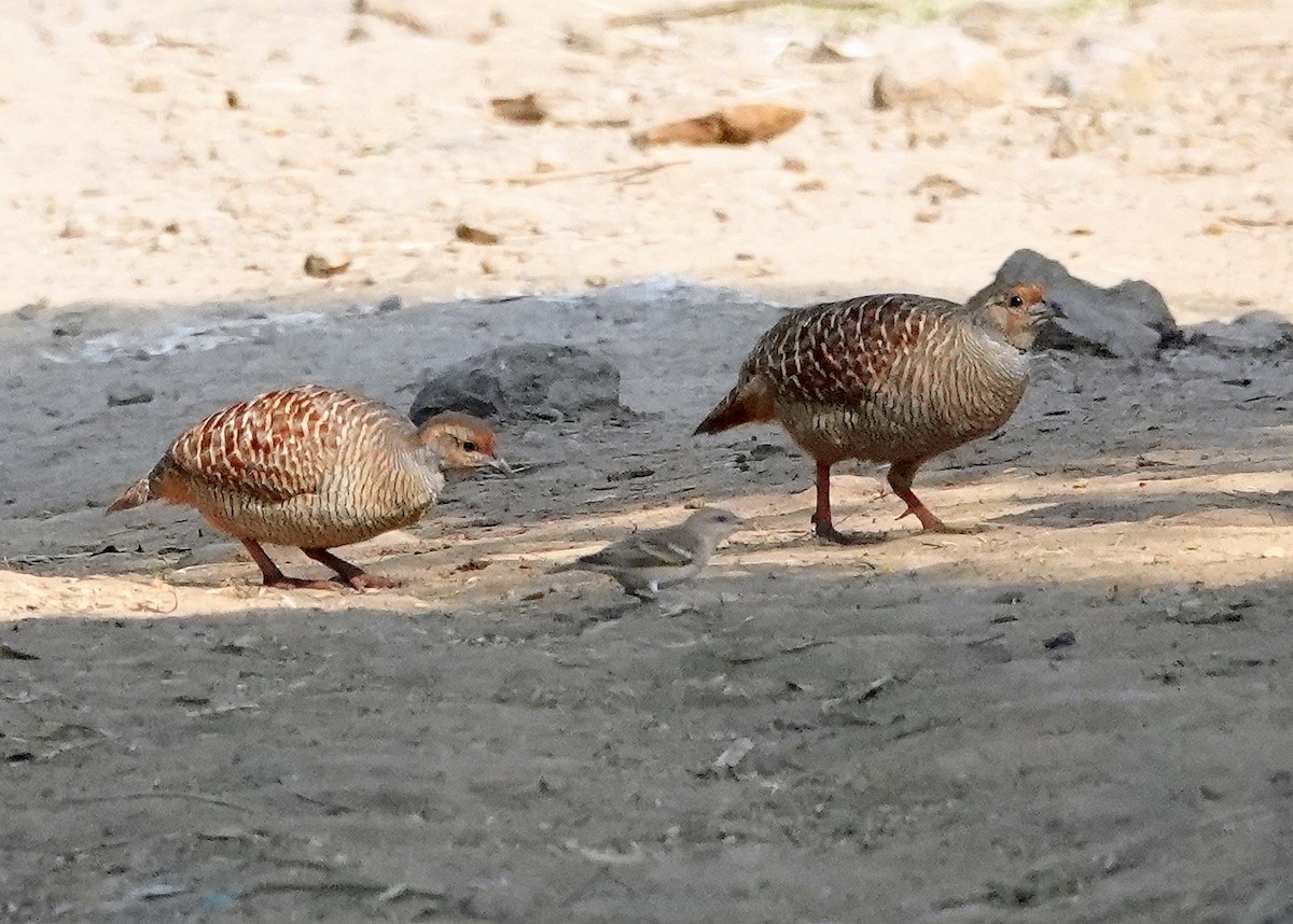 Gray Francolin - ML644858288
