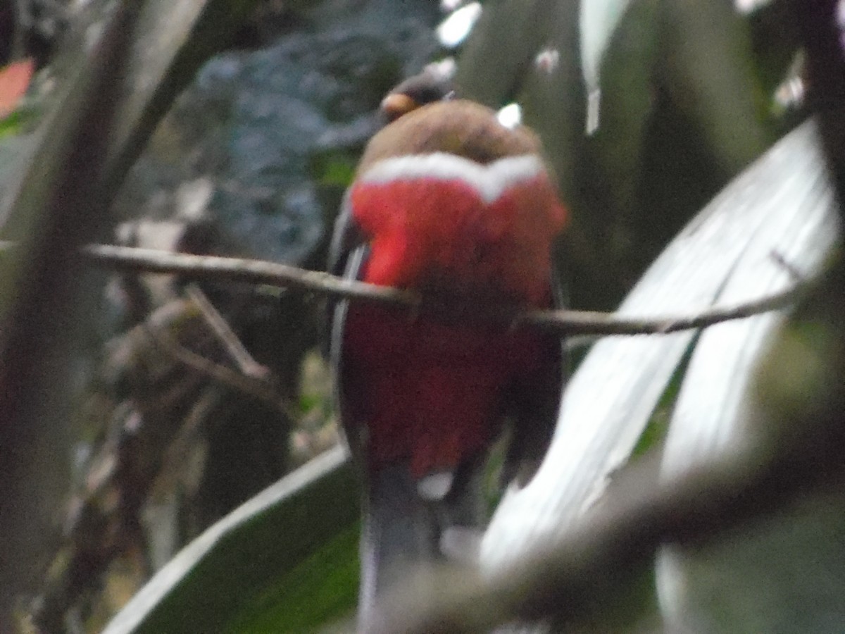 Masked Trogon - ML644858291