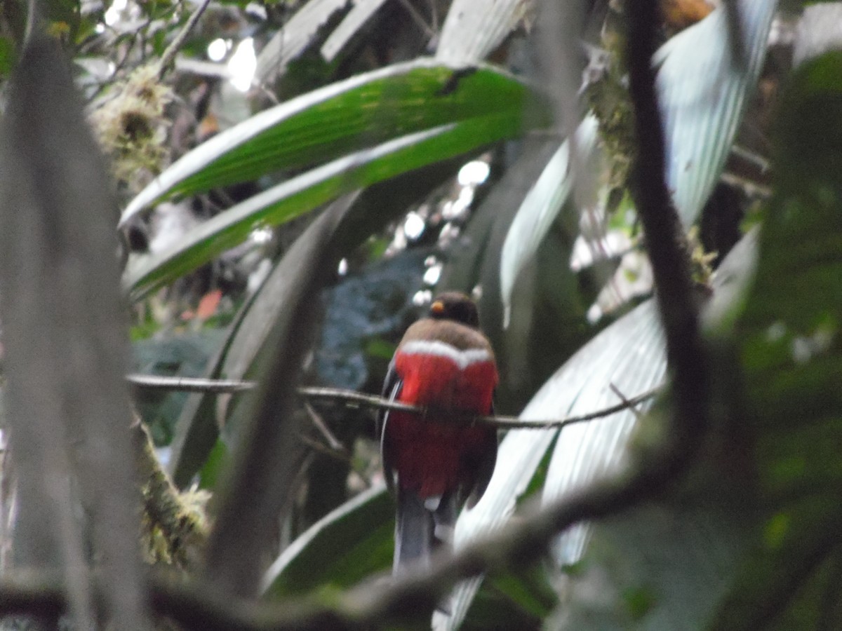 Masked Trogon - ML644858292