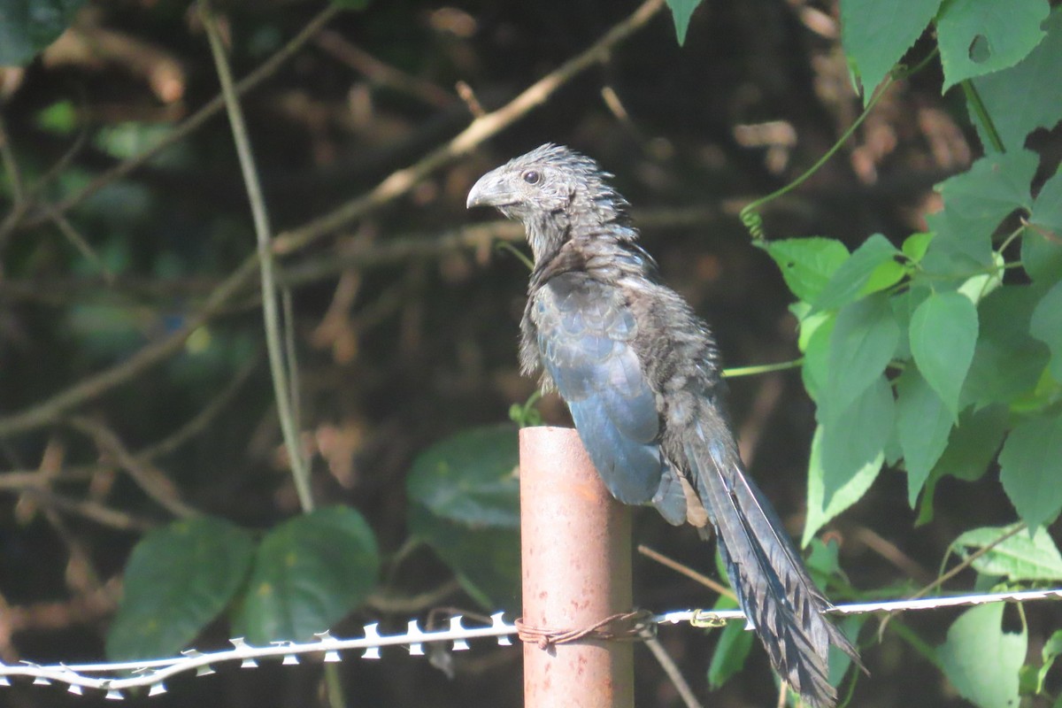 Groove-billed Ani - ML644858293