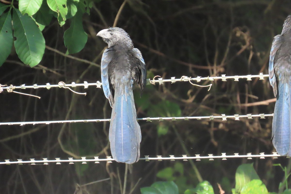 Groove-billed Ani - ML644858294