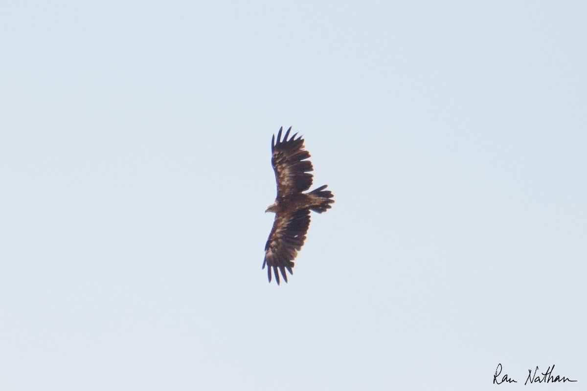 Орел степовий - ML644858298