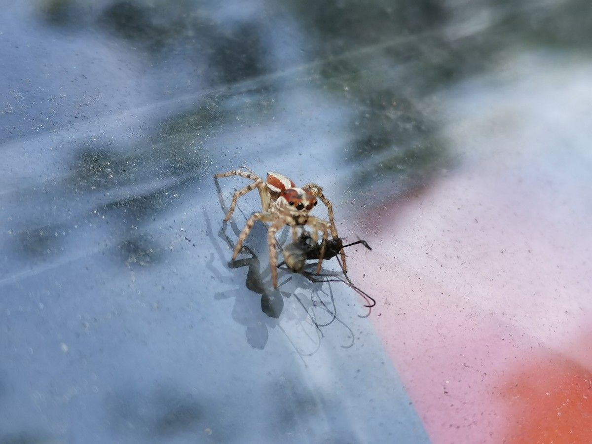 Animals - ML644858302