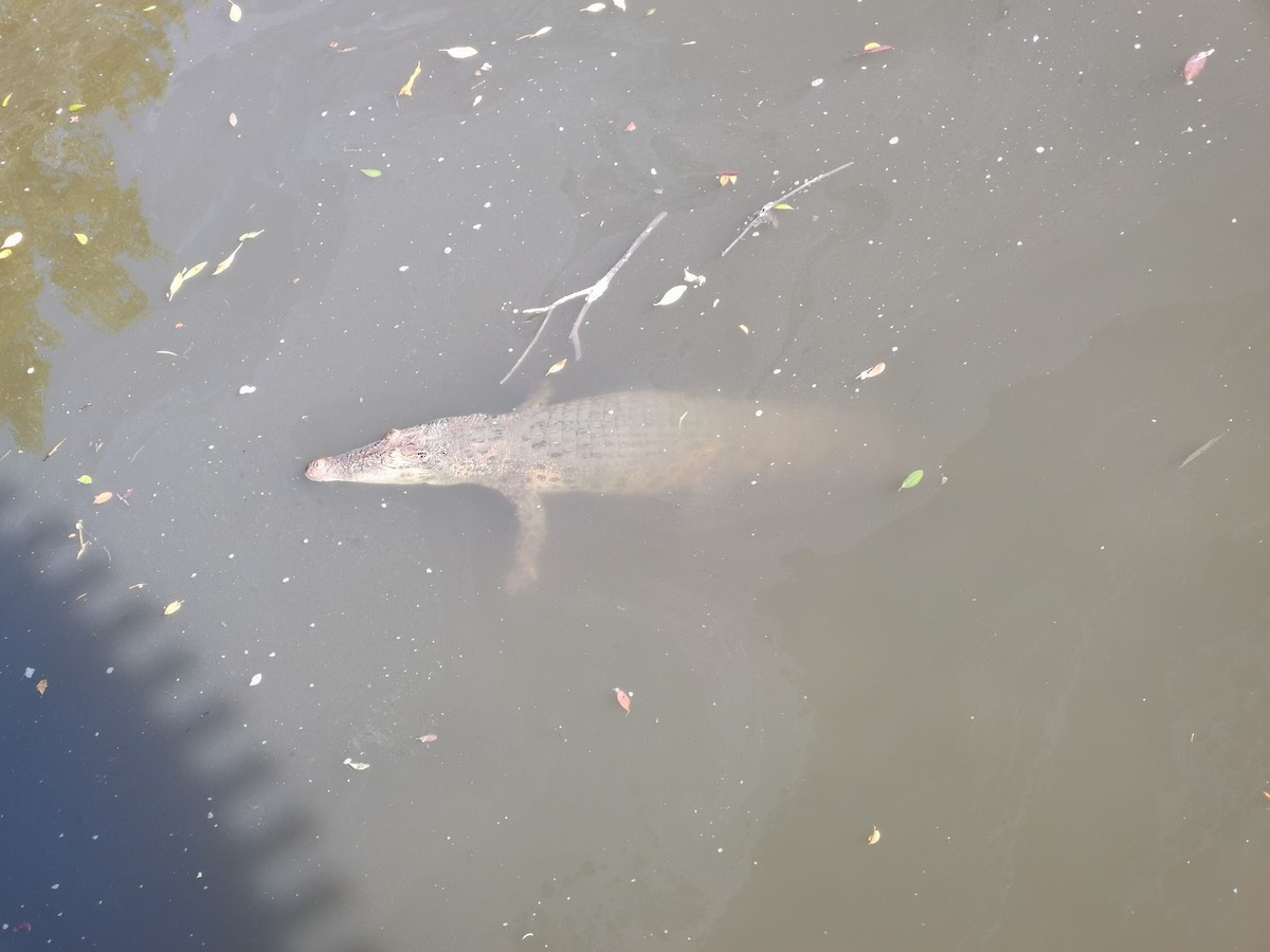 Animals - ML644858303