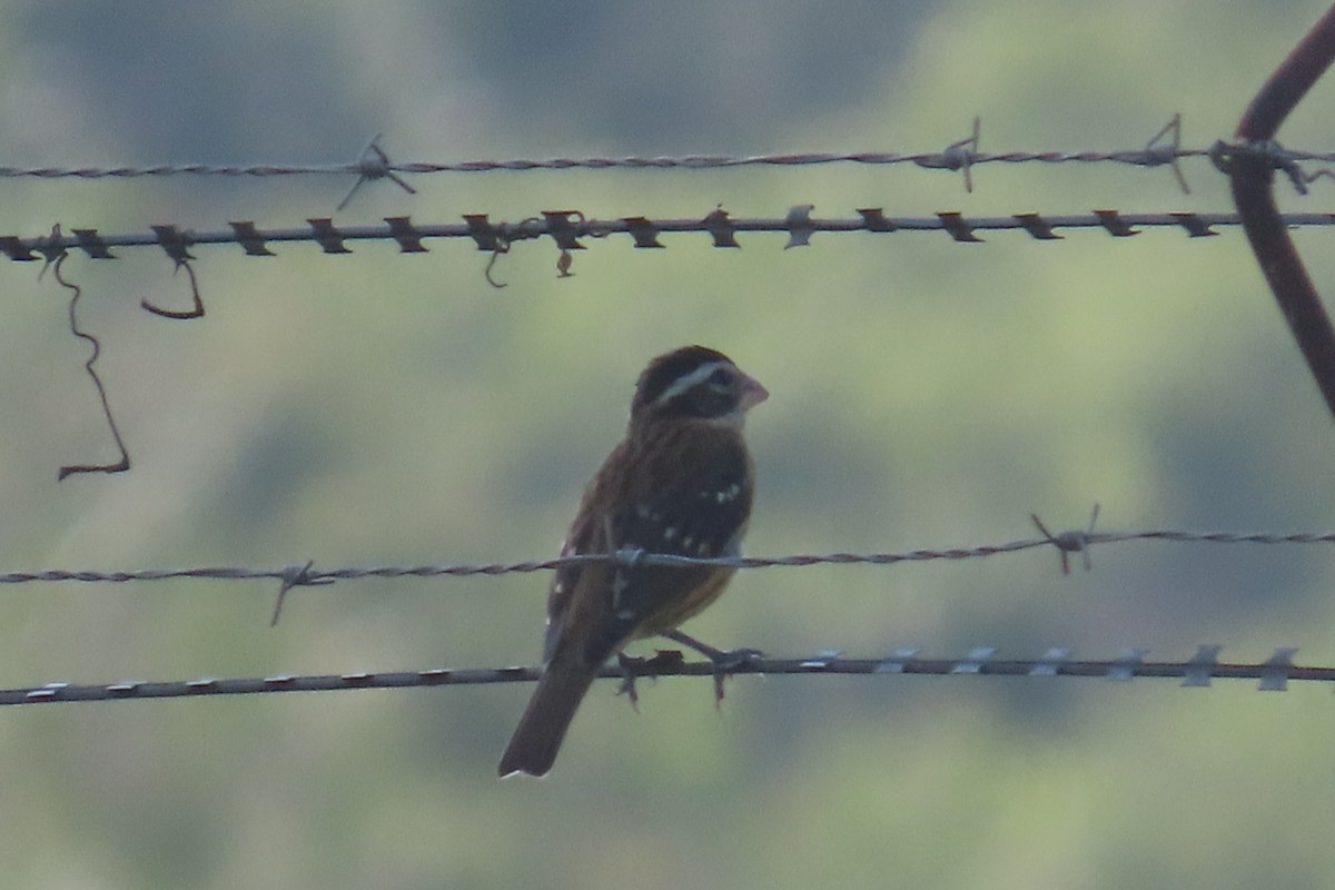 Rose-breasted Grosbeak - ML644858315