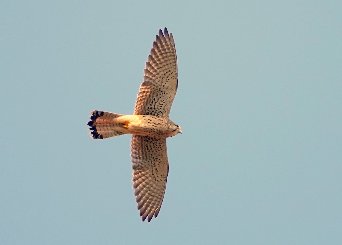 Начин шонхор - ML644858322