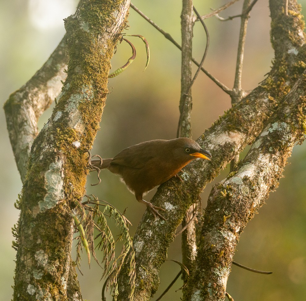 Kızıl Yedikardeş - ML644858324