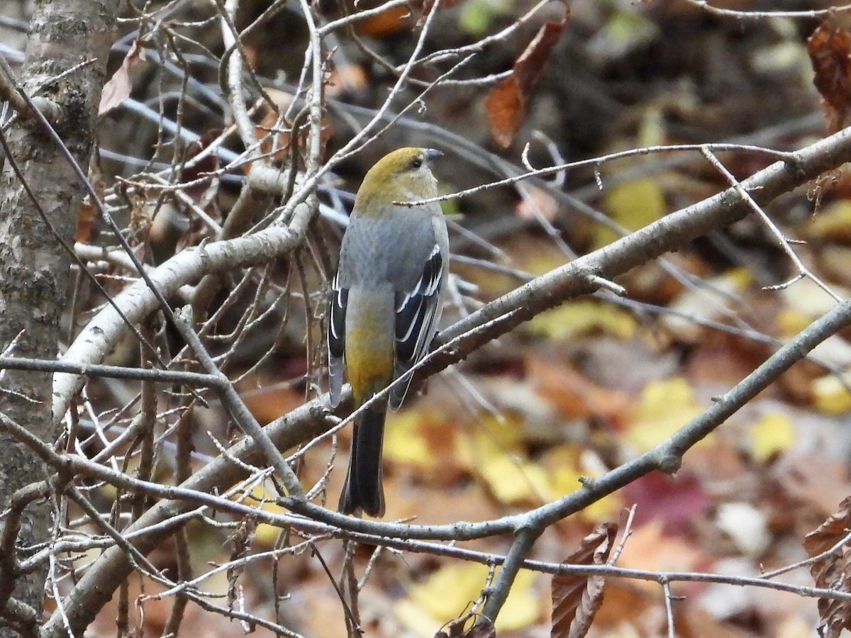 Pine Grosbeak - ML644858330