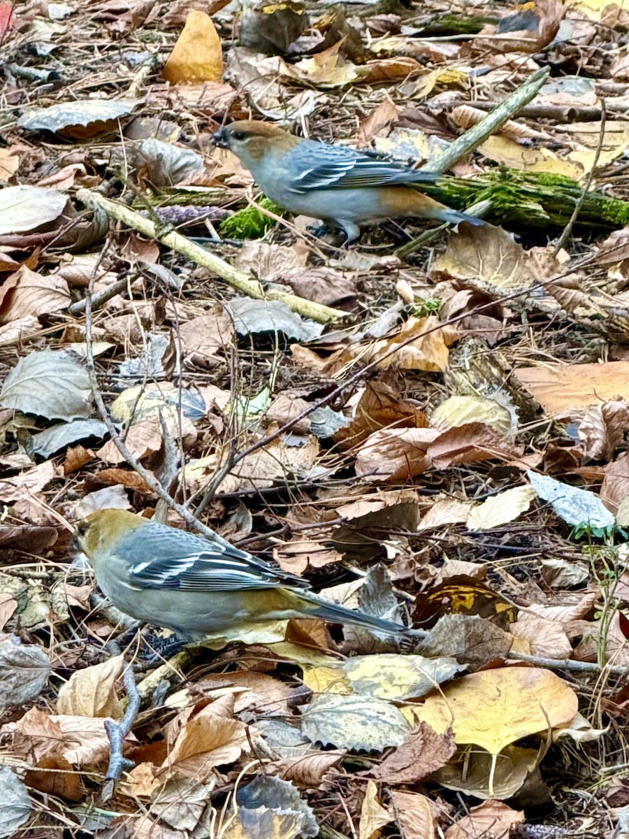 Pine Grosbeak - ML644858331