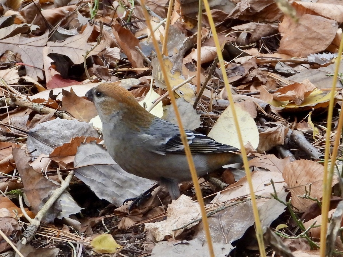 Pine Grosbeak - ML644858332