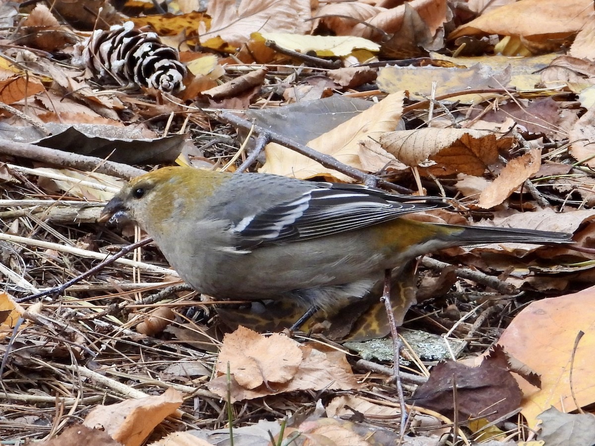 Pine Grosbeak - ML644858333