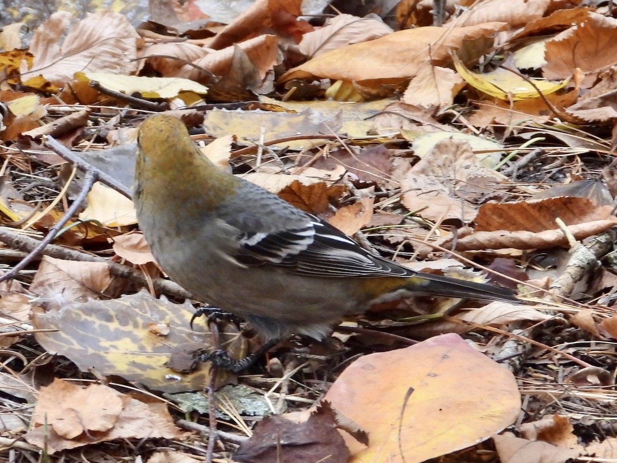 Pine Grosbeak - ML644858334