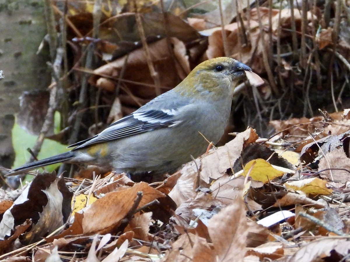 Pine Grosbeak - ML644858335