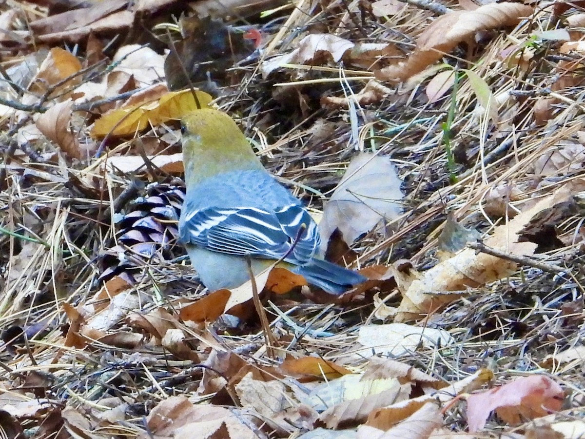 Pine Grosbeak - ML644858336