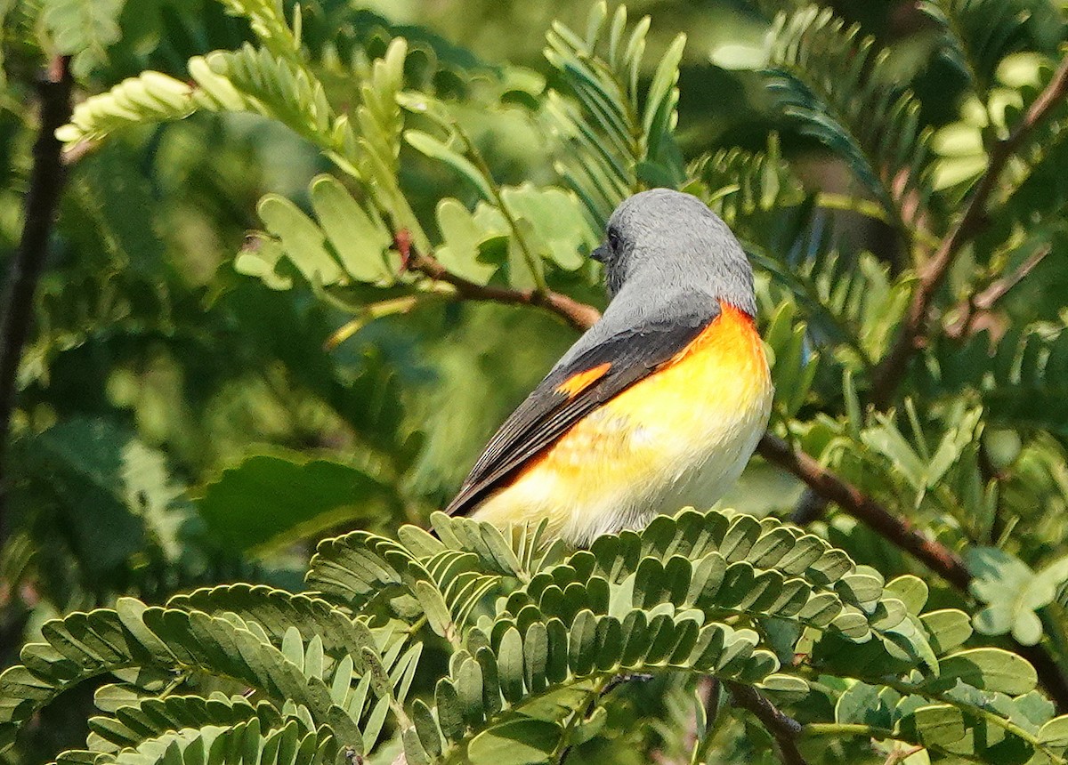 Small Minivet - ML644858346