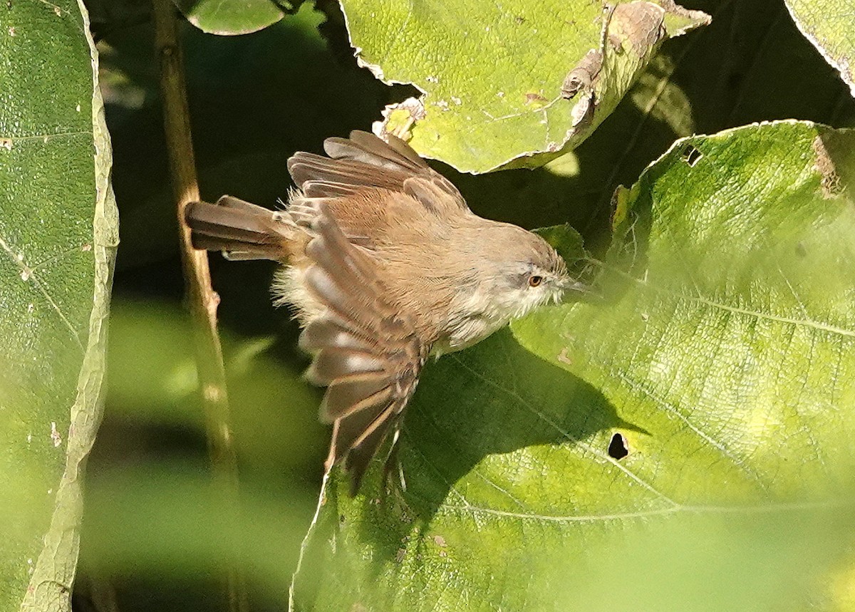 Plain Prinia - ML644858365