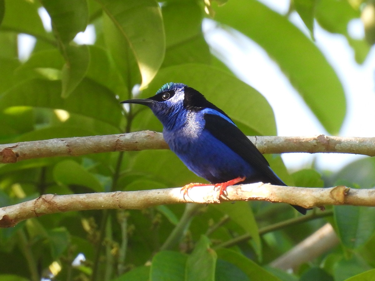 Red-legged Honeycreeper - ML644858369