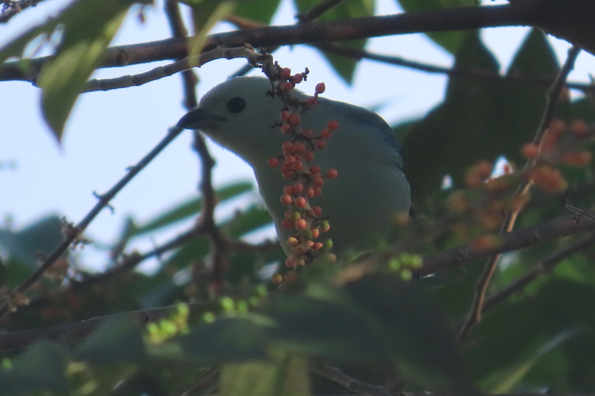 Blue-gray Tanager - ML644858377