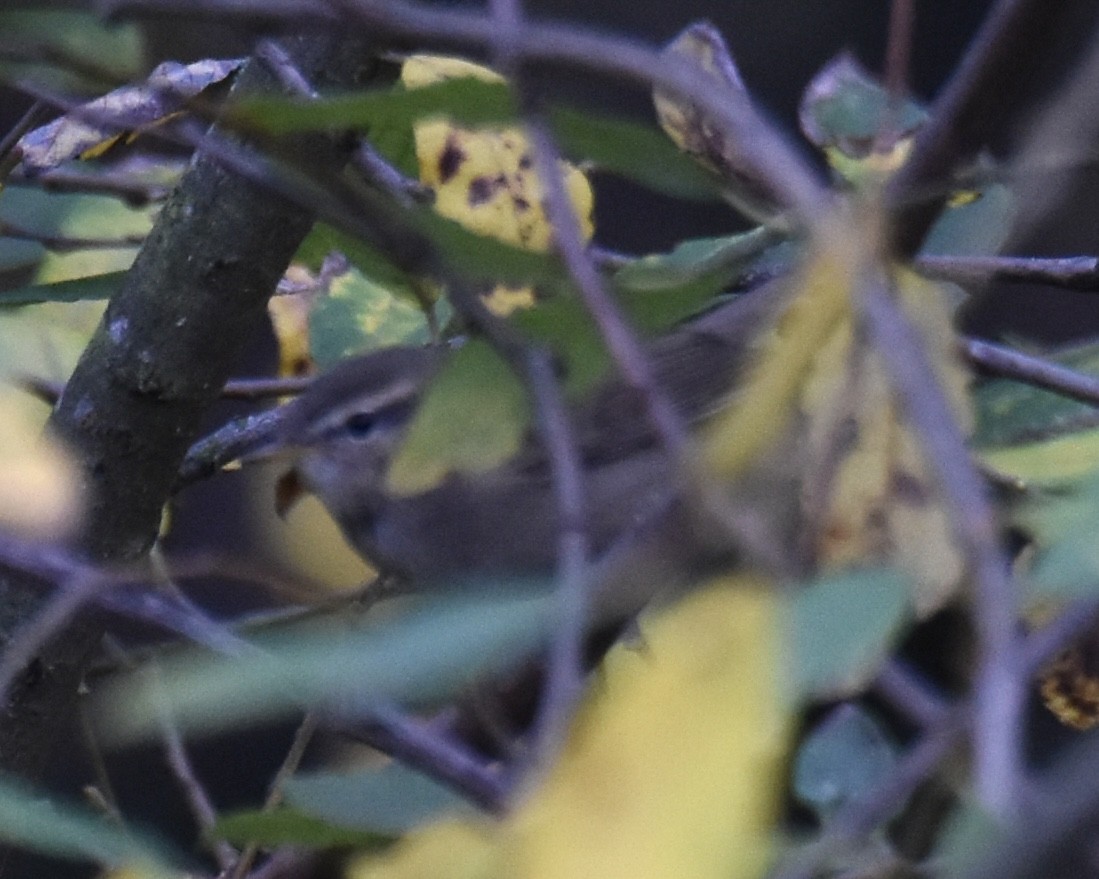 Esmer Çıvgın - ML644858378