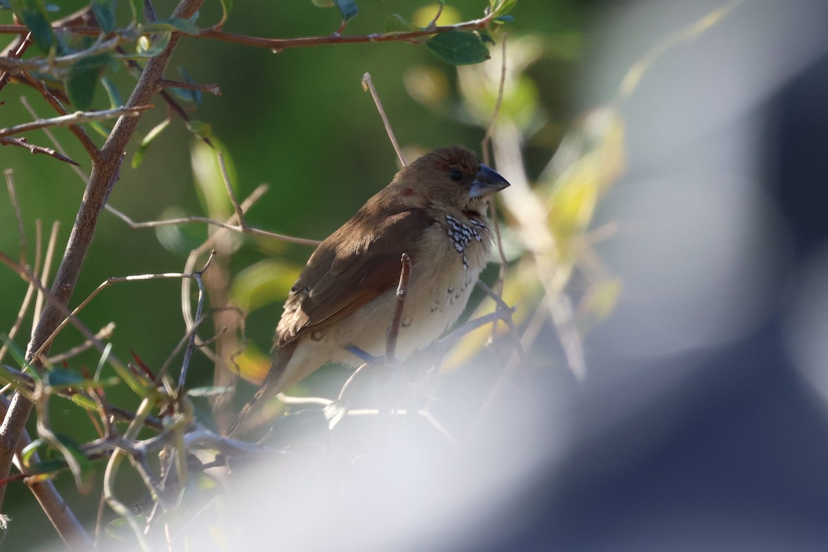 Scaly-breasted Munia - ML644858386